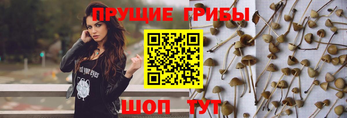 Каменск-Уральский  Псилоцибиновые грибы GOLDEN TEACHER  Галлюциногенные грибы мухоморы  Вход с VPN 